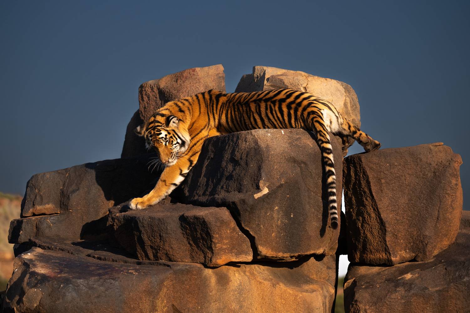 Бенгальский тигр, Африка, ЮАР, Сулоев Алексей