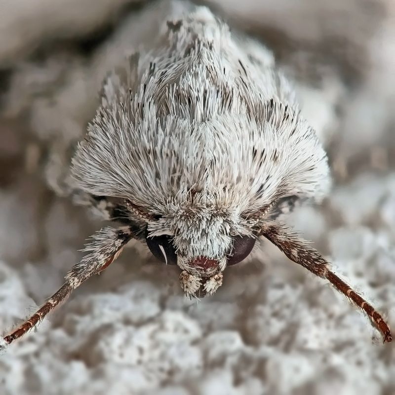 Nola aerugula фото превью