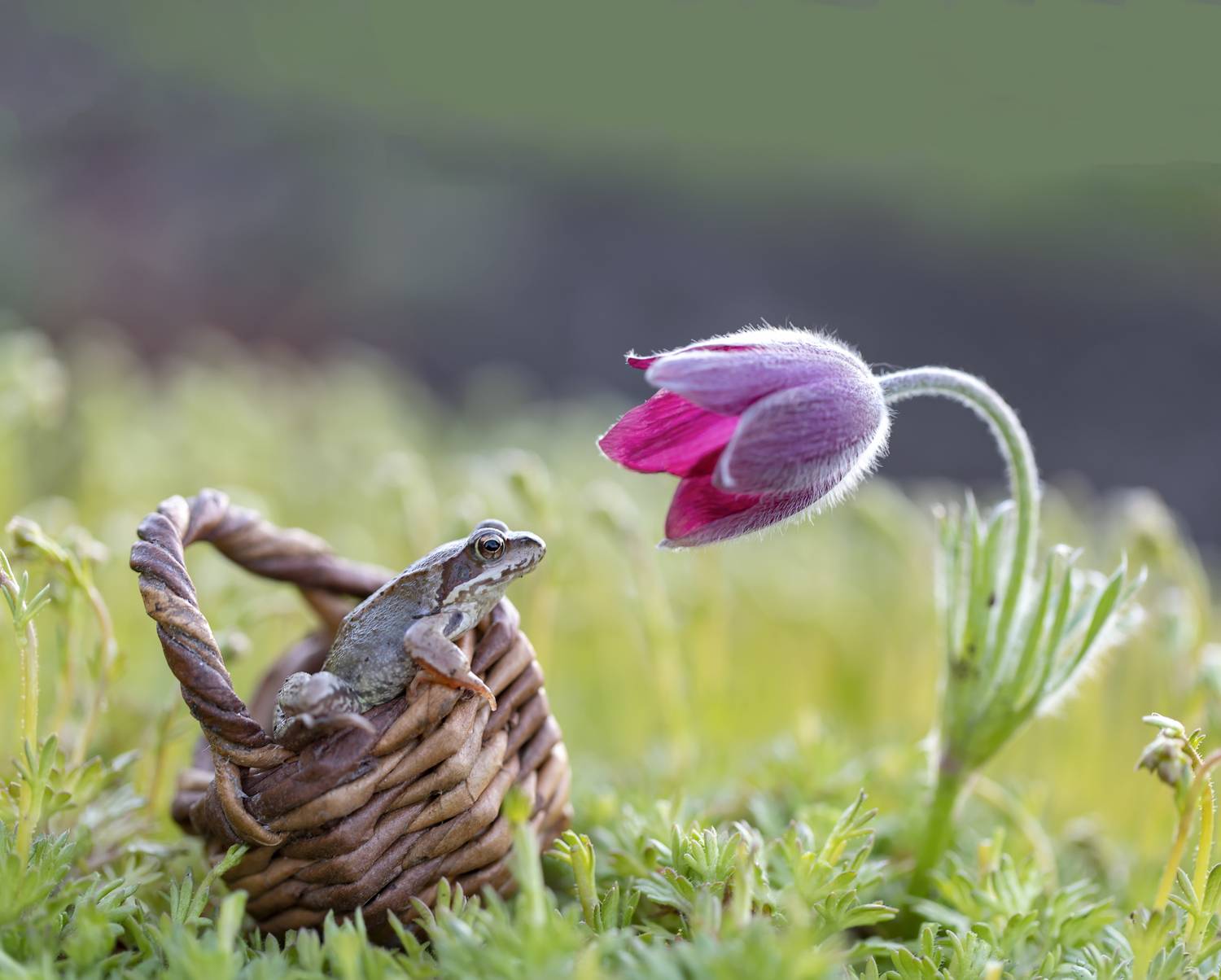 лягушка, сон-трава, прострел, Татьяна Феденкова