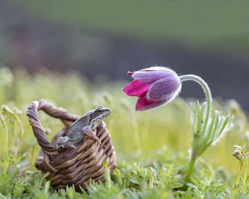 лягушка, сон-трава, прострел Очарованная.... фото превью