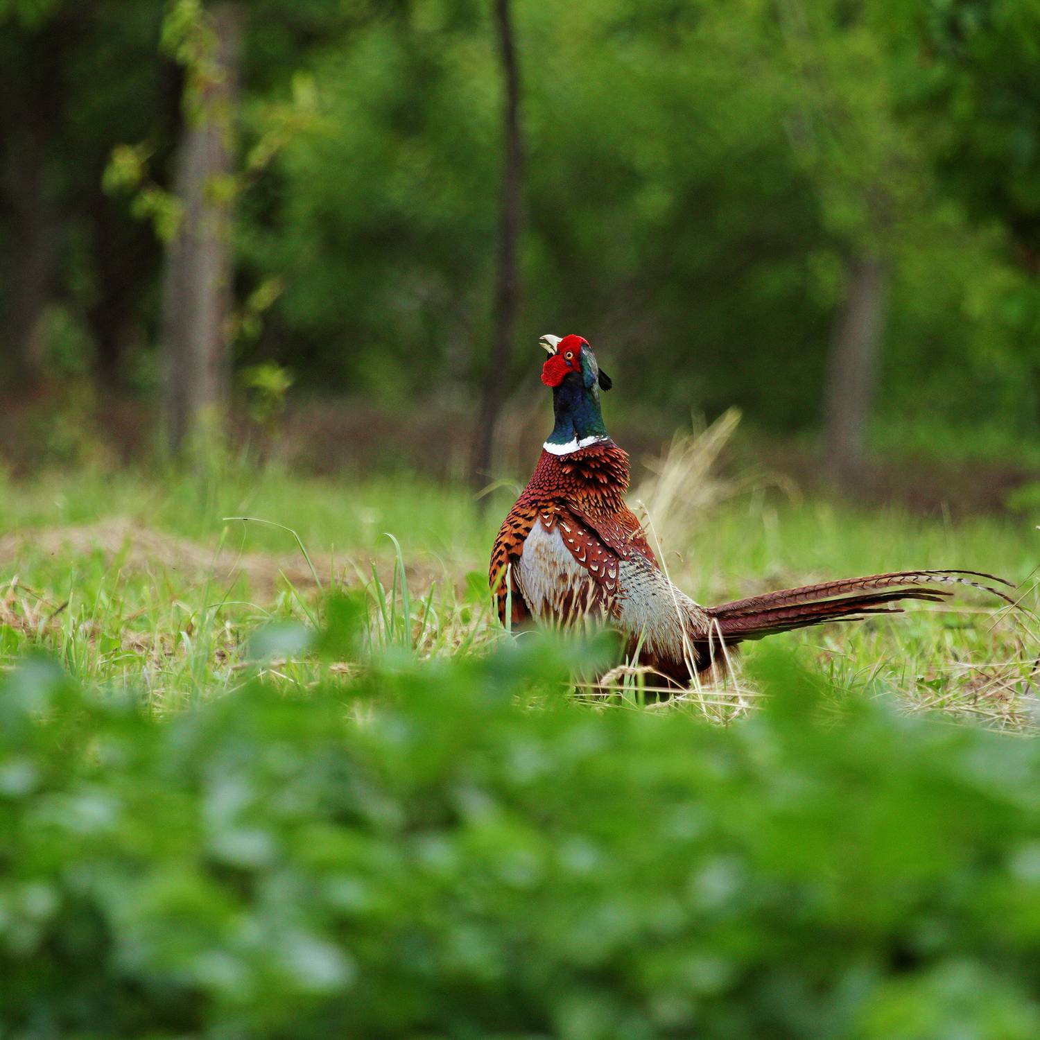 , Срђан Васиљевић