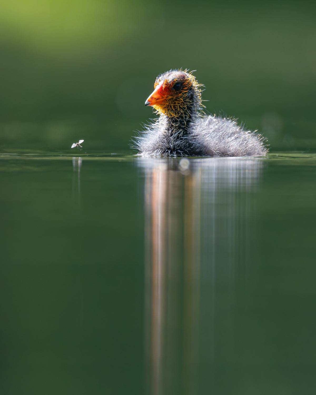 лысуха, птицы, птенец, комар, Руслан Pl