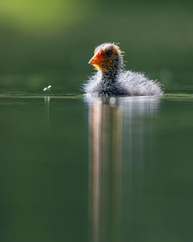 лысуха, птицы, птенец, комар Лысенок и комар фото превью
