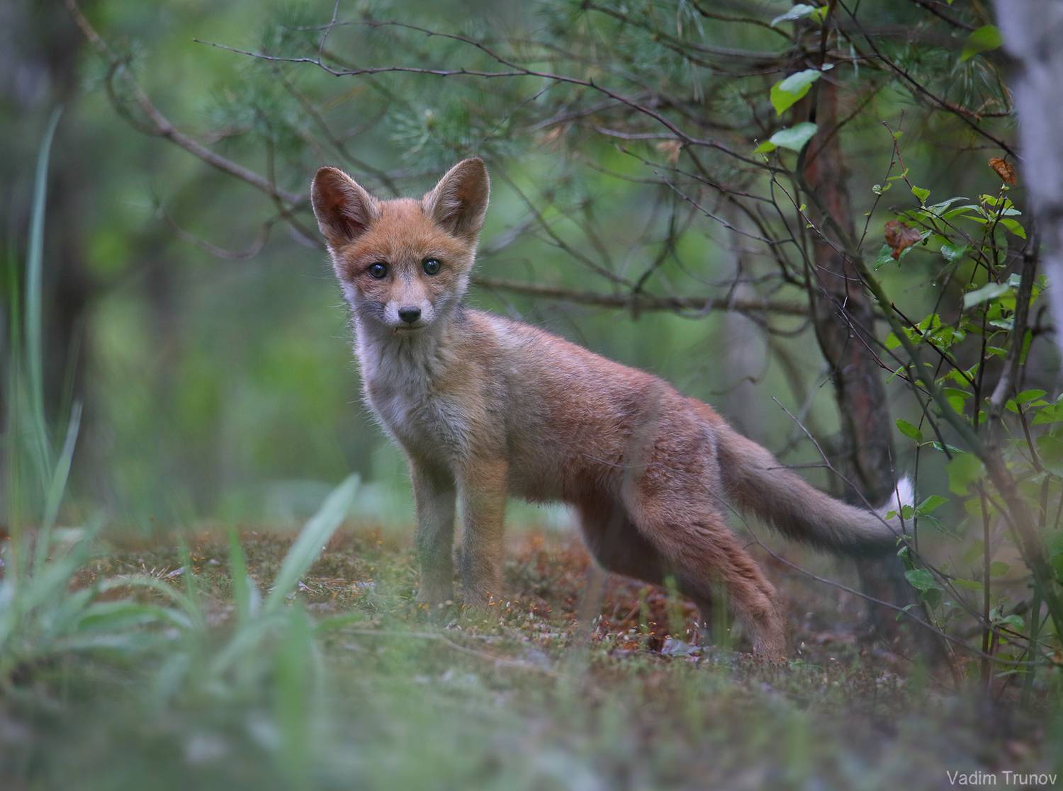 лисёнок,  fox, Вадим Трунов