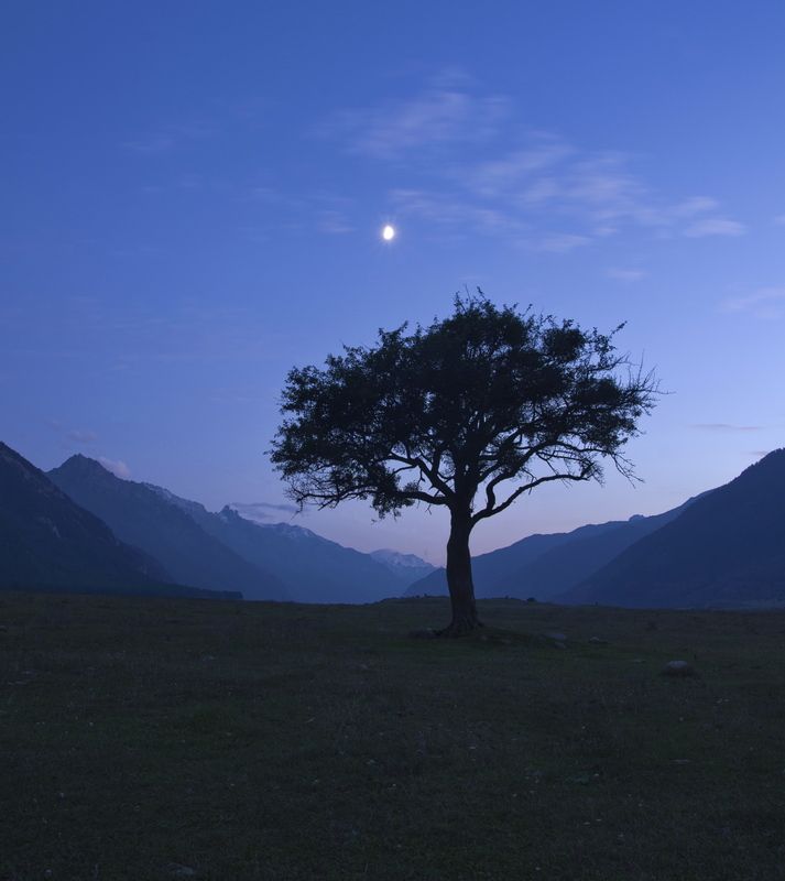 дерево, ущелье, луна, горы, туман, небо, страж, кавказ, теберда, домбай, карачаево-черкесия НОЧНОЙ СТРАЖ фото превью