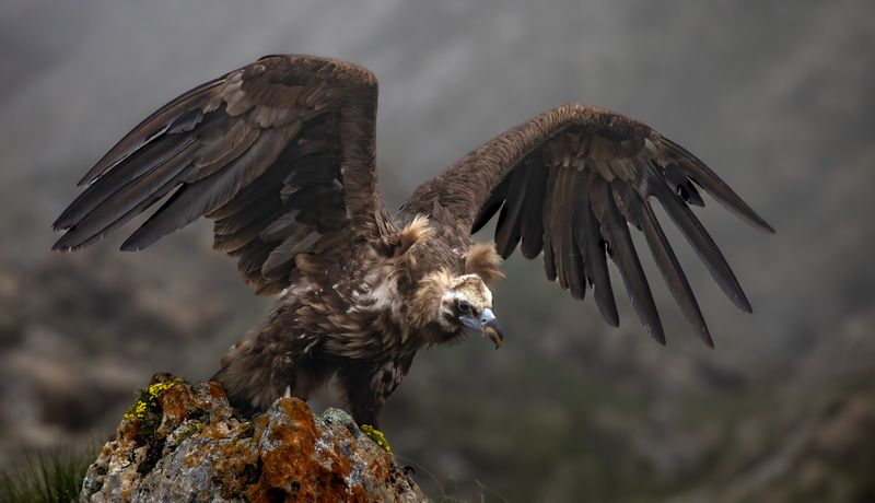 Черный гриф фото превью