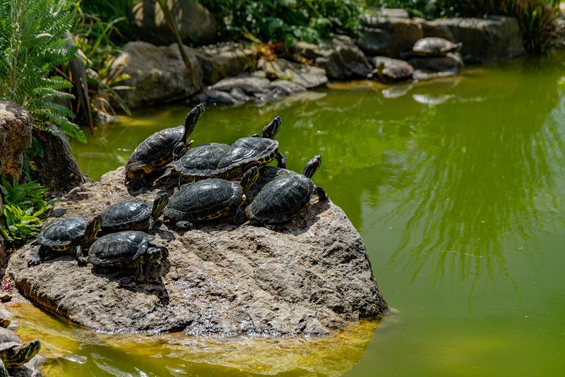 На вершине фото превью