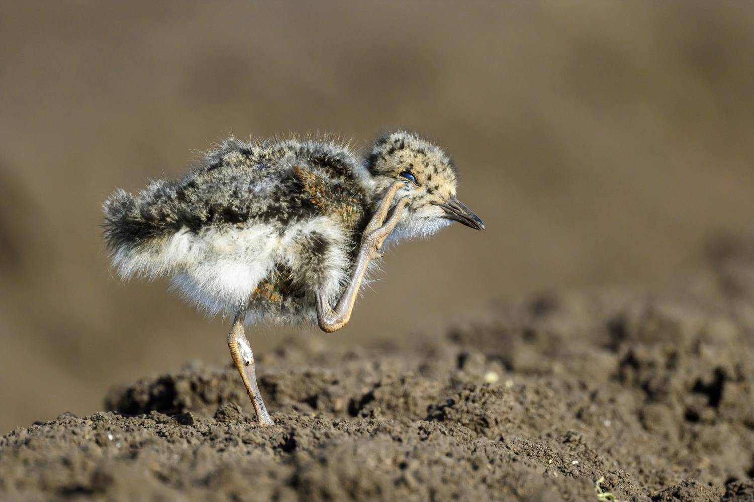 , Пупонин Сергей