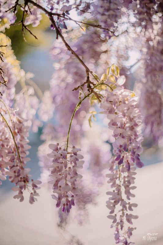 Глициния фото превью