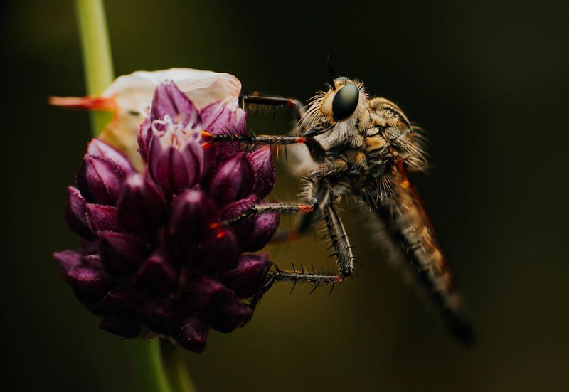 ктырь, макро, круглый лук Маленький ктырь на круглом луке фото превью