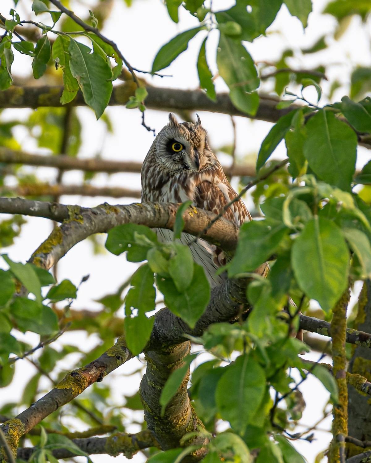 болотная сова, сова, птицы, Руслан Pl