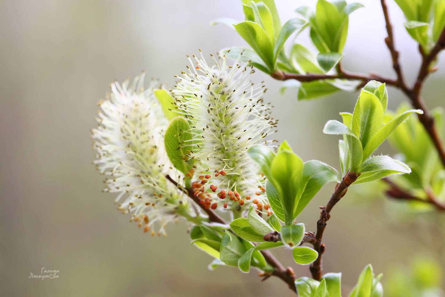 почки, весна, ветка, тычинки, Галина Лоскутова