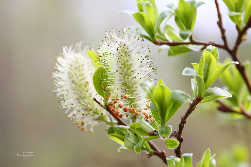 почки, весна, ветка, тычинки Невесомые фото превью