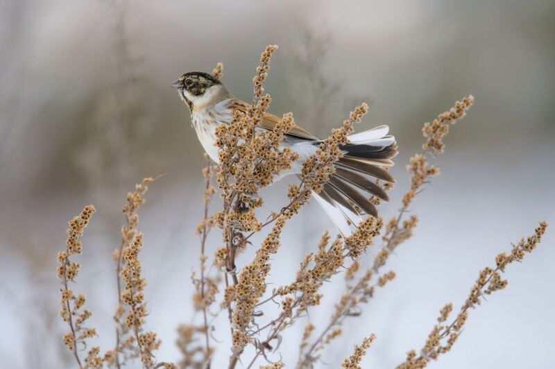 Напоказ фото превью