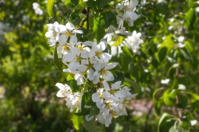 Яблонь цвет ... фото превью