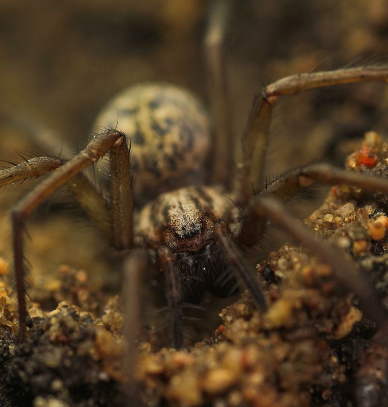Павук 1 фото превью