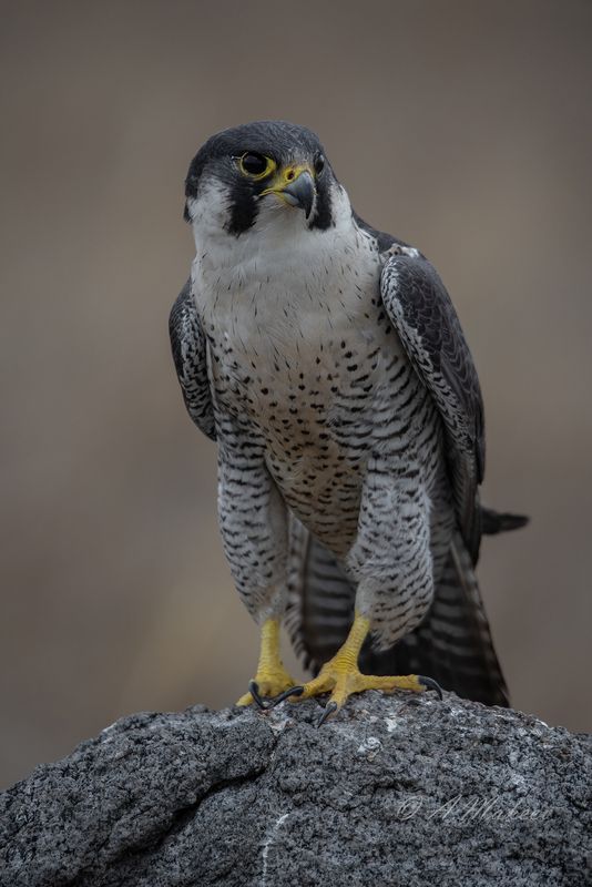 Сапсан фото превью