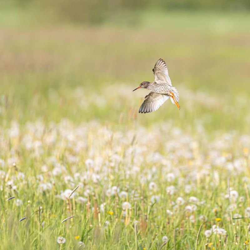 луг, кулик, птицы, лето, травник Порхай как бабочка фото превью