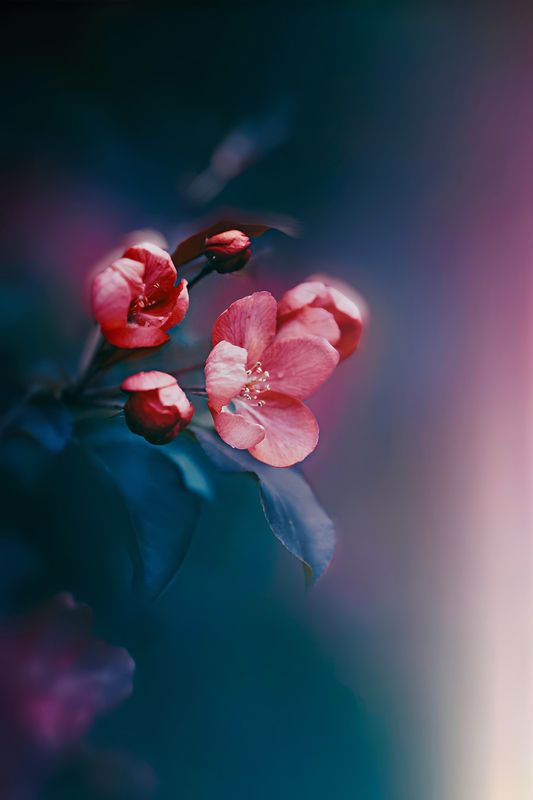 макро, macro, цветы, flower, весна, spring, яблонь Яблонька фото превью