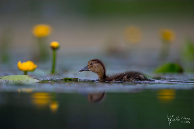 * * * фото превью