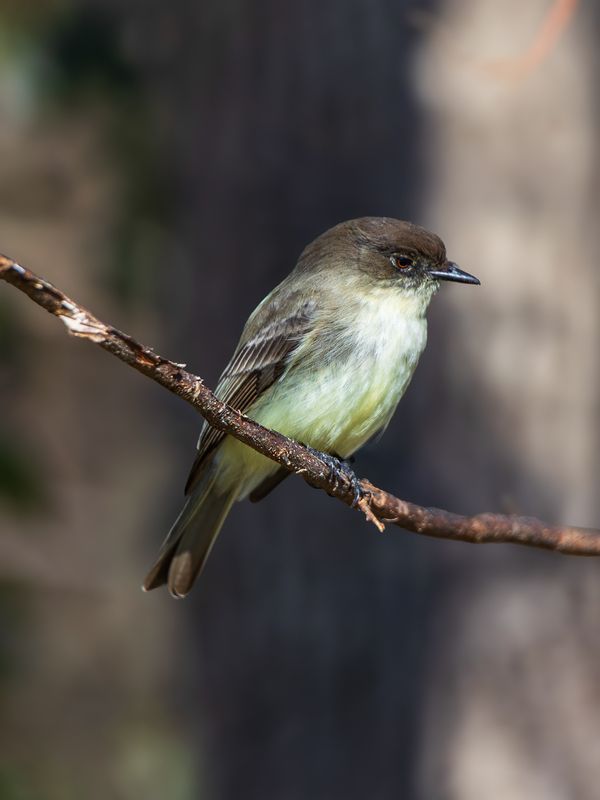 Восточная фиби фото превью
