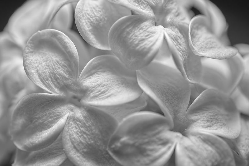 Lilac blossoms  фото превью