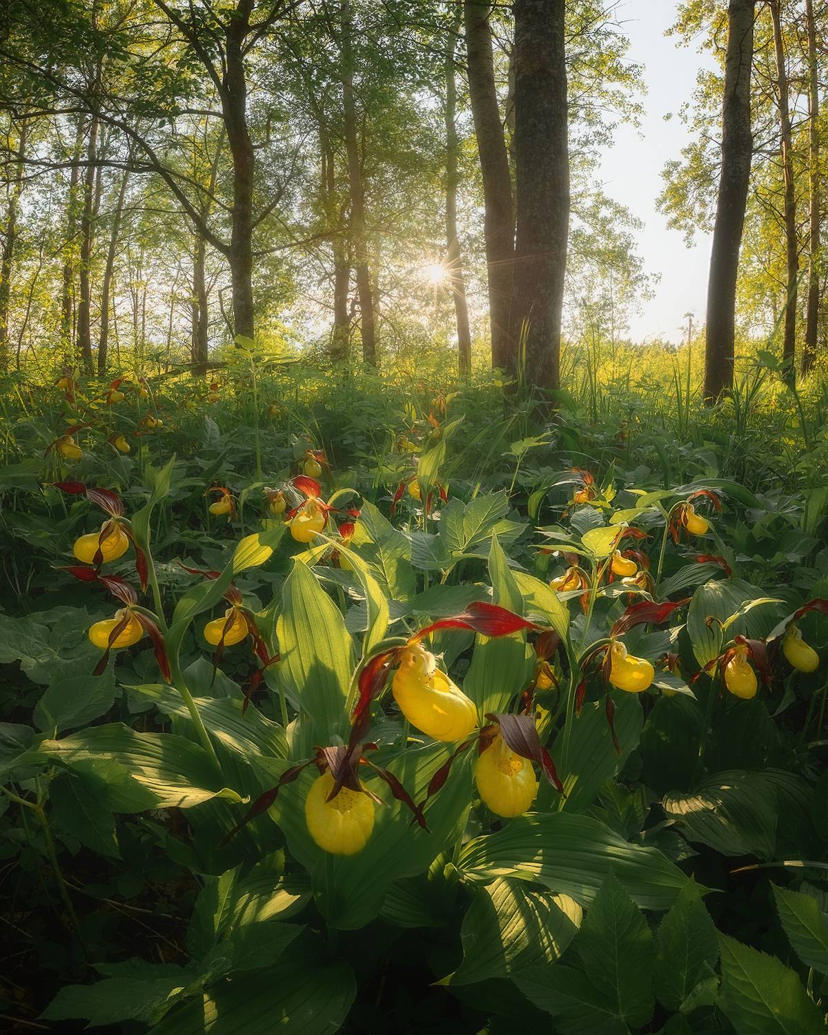 лес, лето, цветы, ленобласть, Марголин Алексей