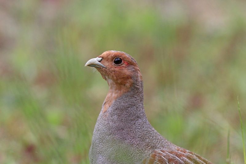 серая куропатка, куропатка, perdix perdix, grey partridge, partridge Портрет куропатки фото превью