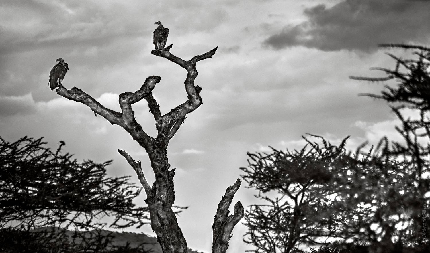 , Гиль Александр