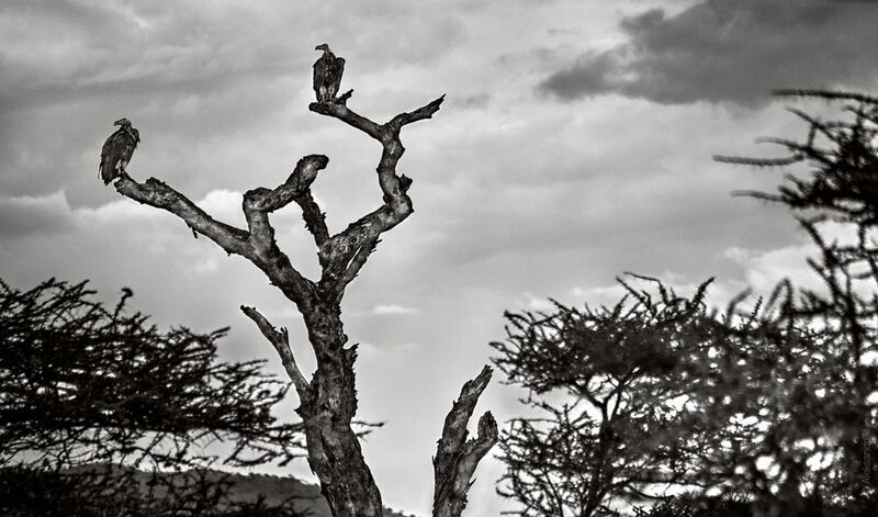 Птицы ветвей фото превью