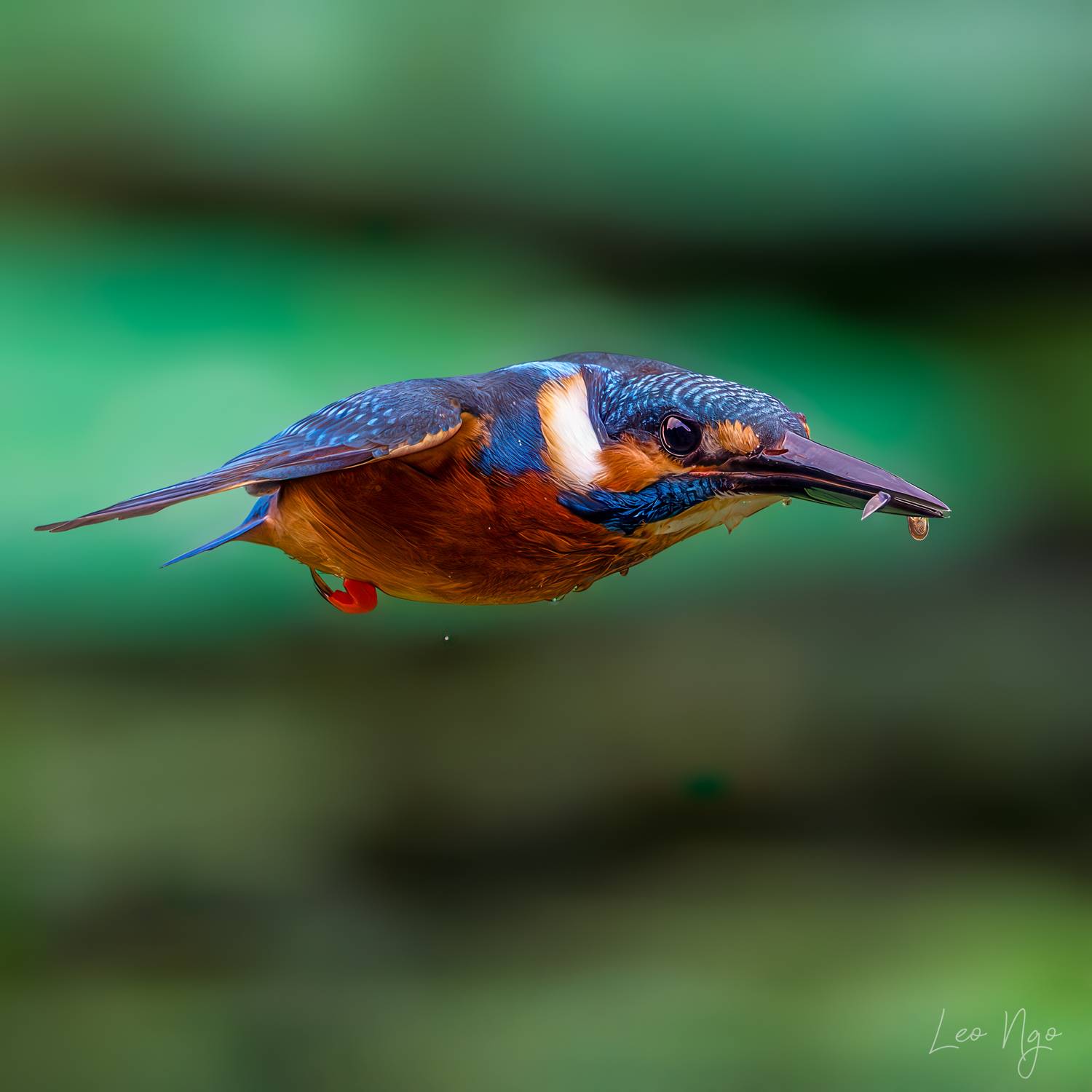 , Ngo Hoang Nguyen - Leo Ngo