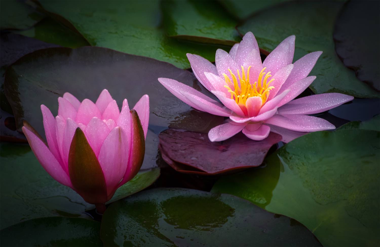 , Алексеев Сергей