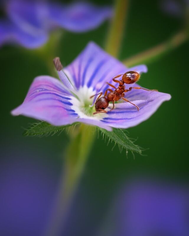 Имидж - ничто. Жажда - все! фото превью