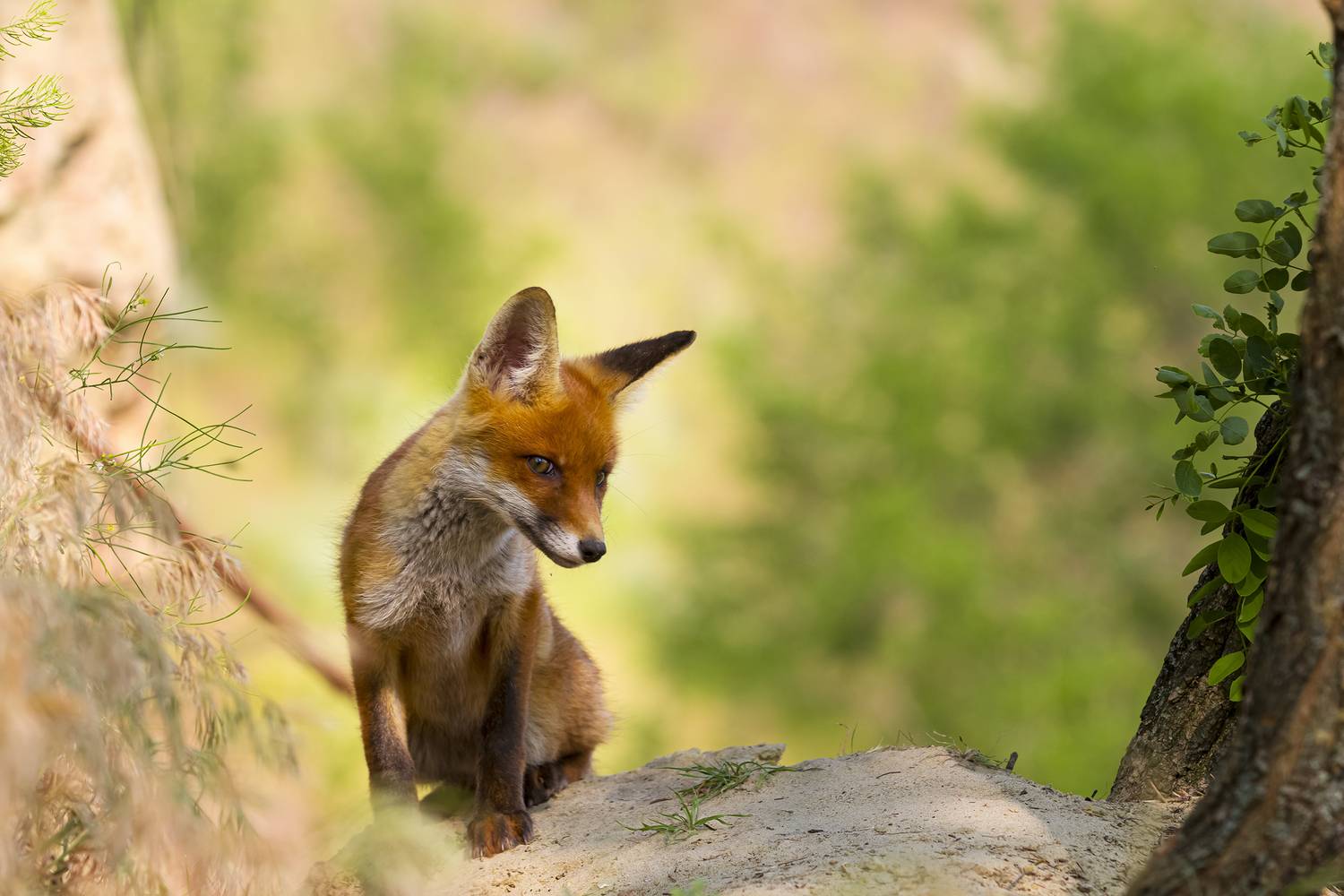природа, Валерий Черняк