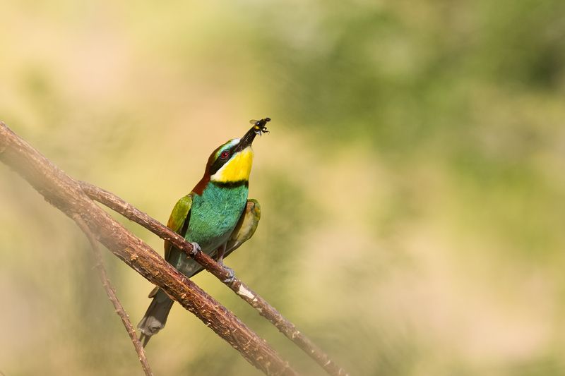 природа Не повезло фото превью