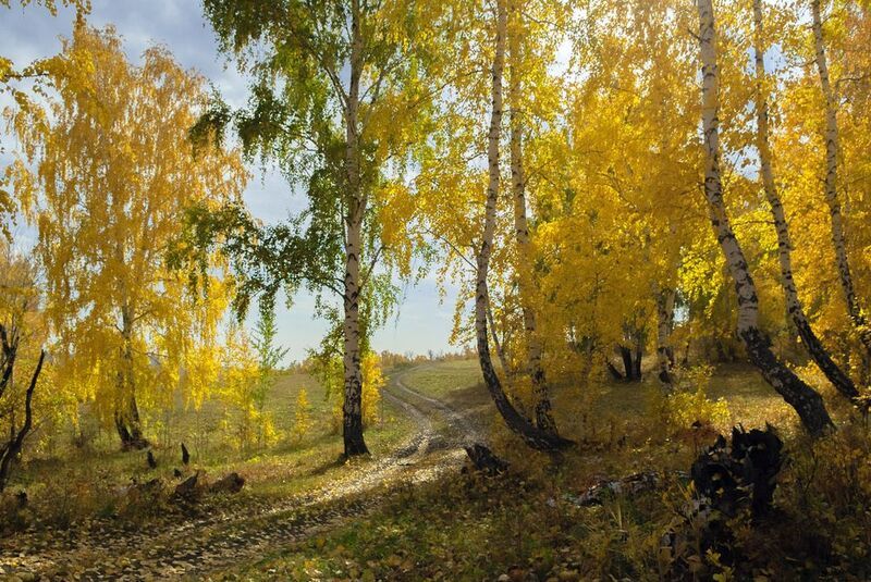 осенние листья фото превью