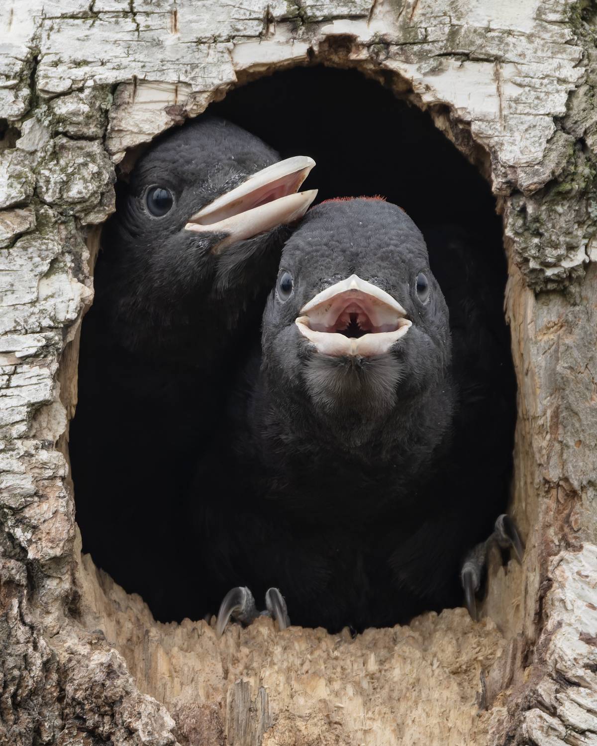 желна, черный дятел, птицы, фото птиц, птенцы, dryocopus martius, Александр Шипиленко