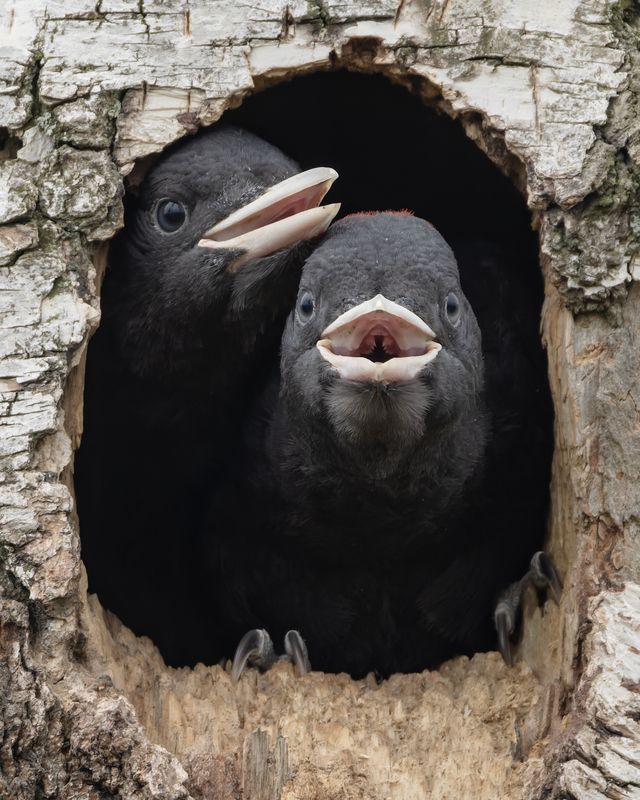 желна, черный дятел, птицы, фото птиц, птенцы, dryocopus martius  фото превью