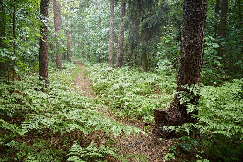 лес, деревья После летнего дождя фото превью