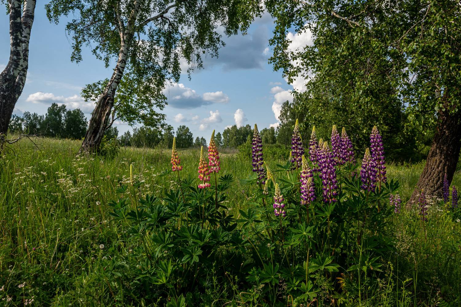 , Андрей Шарапов