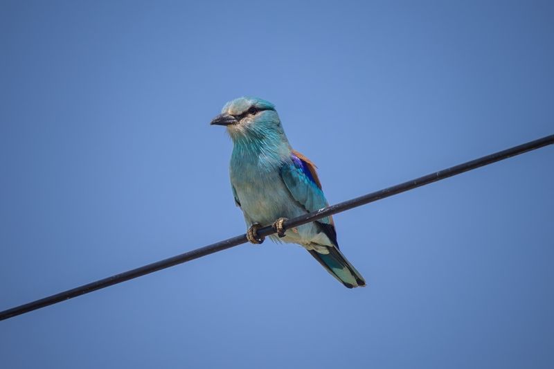 Сизоворонка фото превью