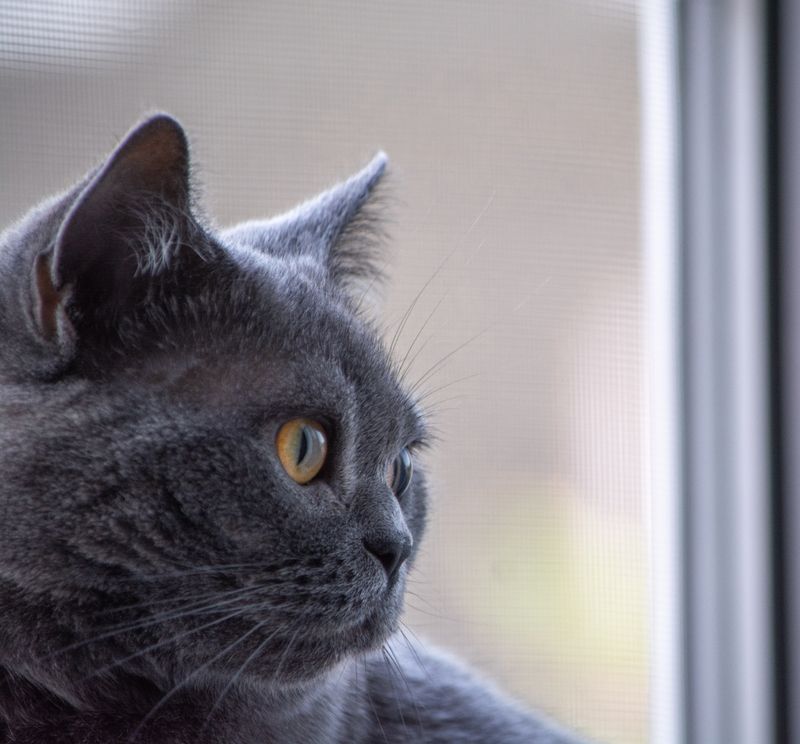 Британская короткошёрстная кошка Сима. фото превью