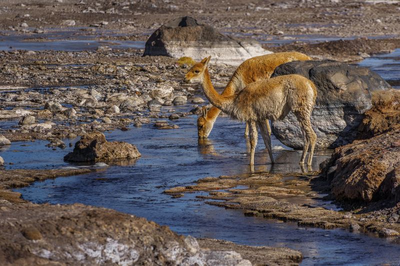 Vicuñas del Tatio фото превью