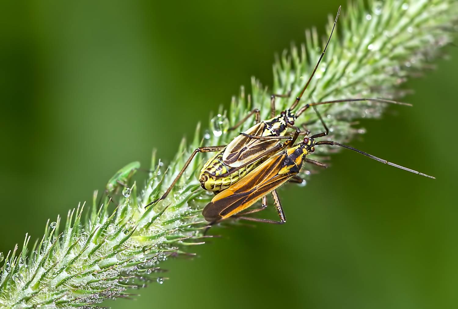 насекомые, клоп, диагональ, прогулка, ухаживания, променад, Борис Новиков