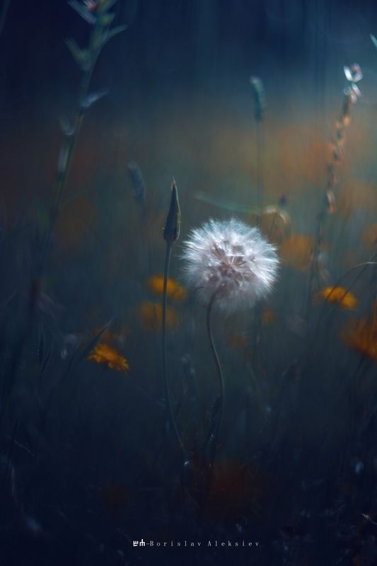 nature,light,bokeh,flower,blue,yellow,exterior,dark, Yellow фото превью