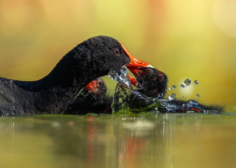 фото превью