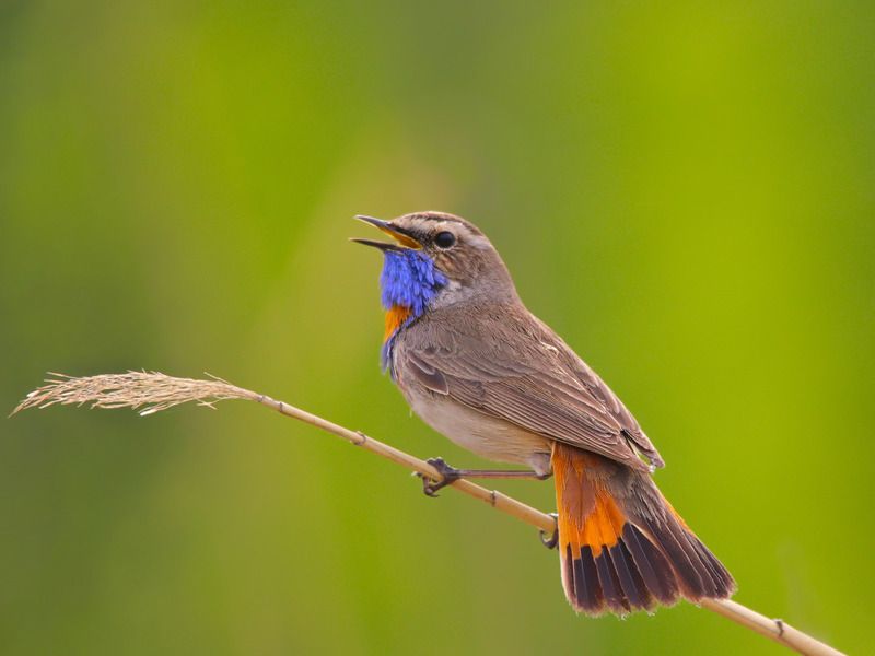 luscinia svecica, варакушка, Варакушка. Мальчик. фото превью