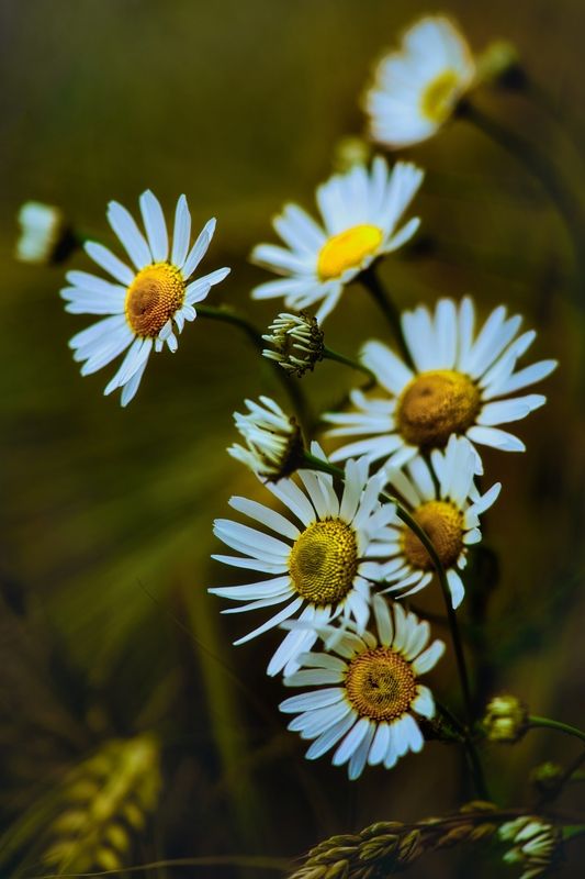 Полевые цветы фото превью