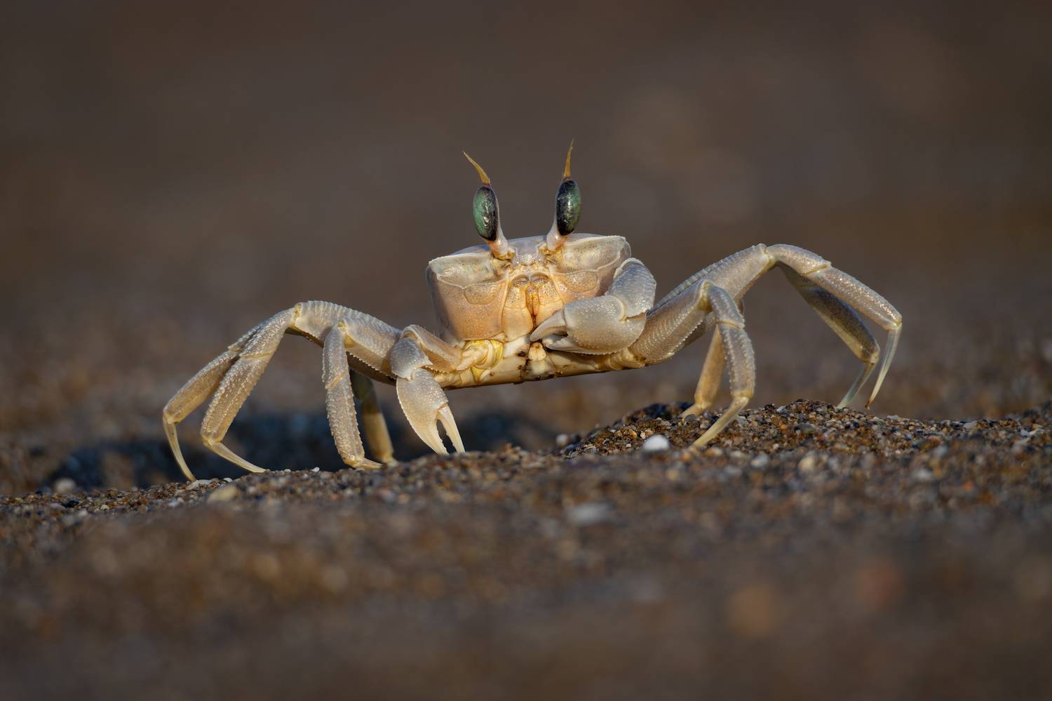 , Олег Савицкий