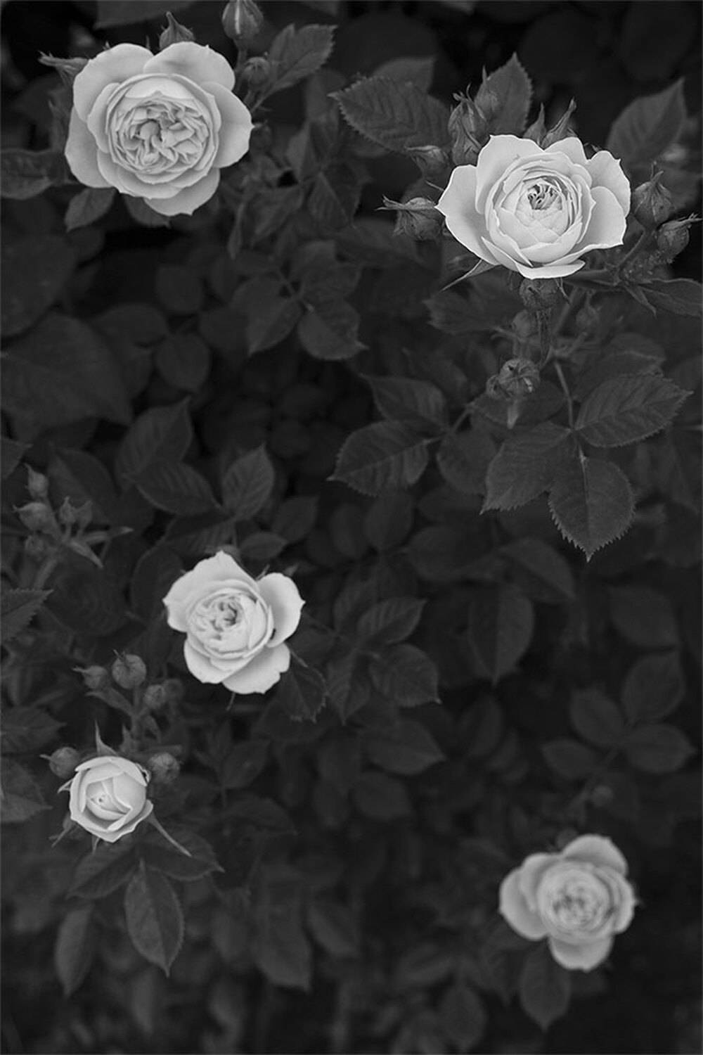 , Чудинин Дмитрий